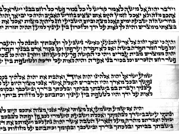 כל תשמישי הקדושה קלף פרשיות תפילין של ראש, כתב אשכנזי (בית יוסף), בהזמנה בלבד
